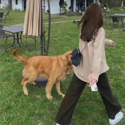 睡觉的笨蛋